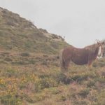 Réquiem por un campesino español: caballos y batallas