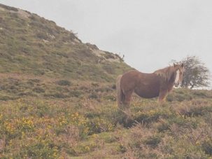 Réquiem por un campesino español: caballos y batallas