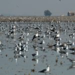 Gaviotas en Doñana. Fuente: discoveringdonana.com