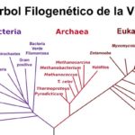 Animal, vegetal y mineral