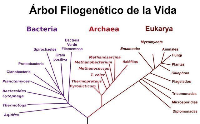 árbol de clasificación del reino animal