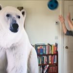 Un oso polar llama a tu puerta