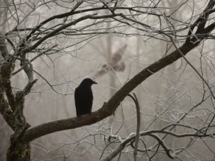 El Cuervo, de Edgar Allan Poe