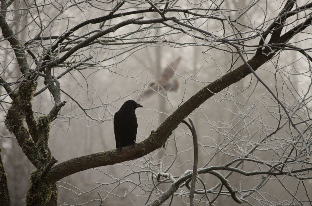 El Cuervo, de Edgar Allan Poe