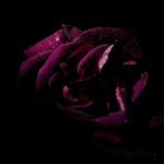 La rosa secreta, de Yeats
