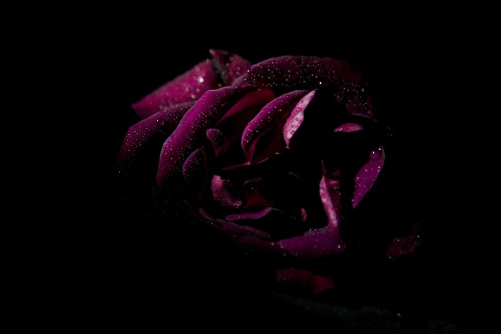 La rosa secreta, de Yeats