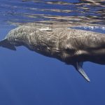 En el vientre de la ballena: el Jonás de Diego Moldes