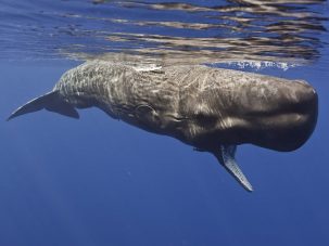 En el vientre de la ballena: el Jonás de Diego Moldes