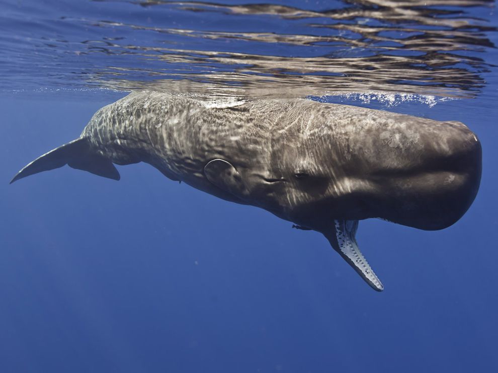 En el vientre de la ballena: el Jonás de Diego Moldes
