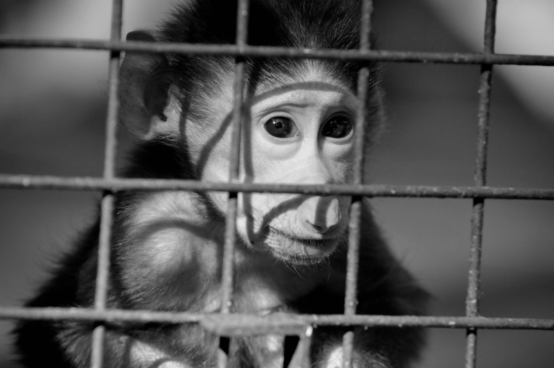 La jaula de los monos