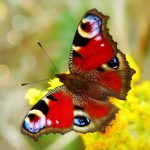 5 poemas de La estación de las mariposas, de Mar Carrillo