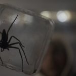 Vermin: La plaga, o las arañas de lo marginal