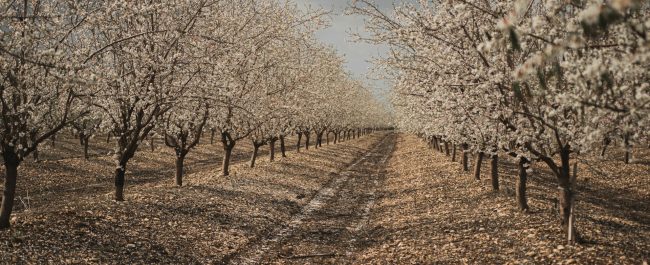Almendros blancos