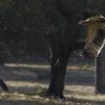El águila imperial