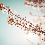 La semana en Zenda, en 10 tuits