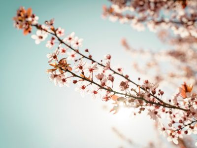 La semana en Zenda, en 10 tuits