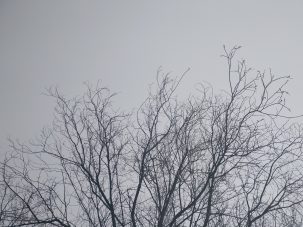 Tal vez la niebla    