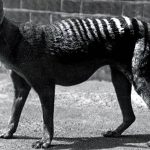 El tigre, los cazadores y la des-extinción