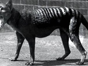 El tigre, los cazadores y la des-extinción