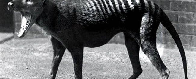 El tigre, los cazadores y la des-extinción