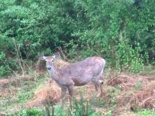 Una película americana