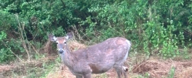Una película americana
