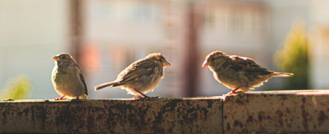 Los gorriones