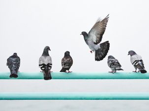 La orientación de las palomas
