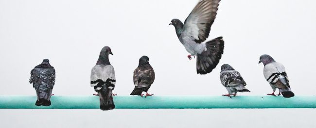 La orientación de las palomas