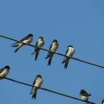 Las golondrinas