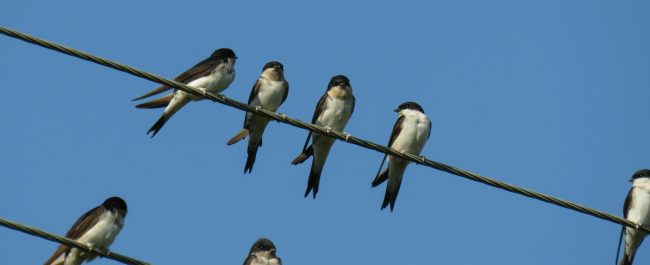 Las golondrinas