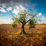 De quién son los olivos