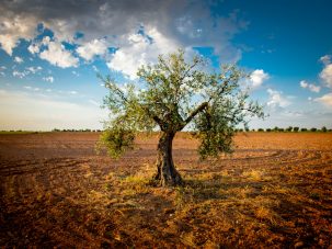 De quién son los olivos