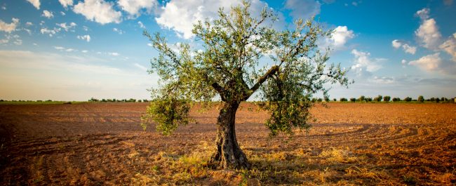 De quién son los olivos