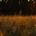 La semana en Zenda, en 10 tuits