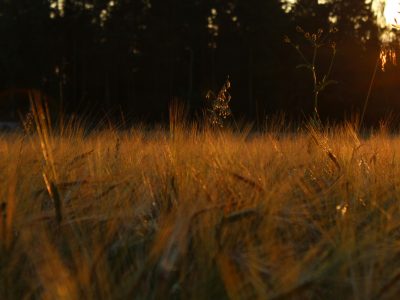 La semana en Zenda, en 10 tuits