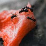 Las hormigas flotantes