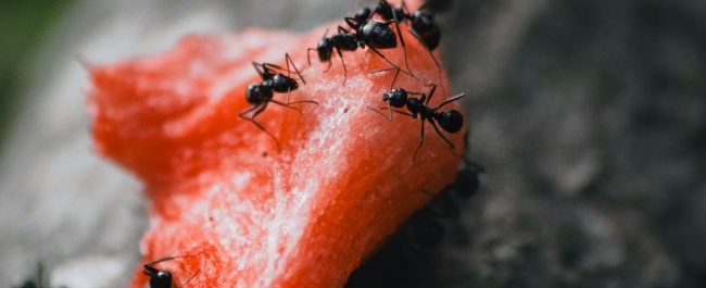 Las hormigas flotantes