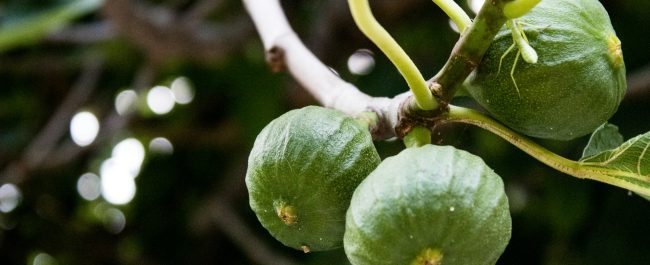 La higuera y la parra