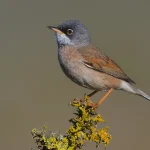 Las currucas capirotadas