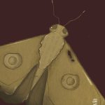 Zenda recomienda: Infundio (cuentos del Coco), de Marta Boronat Redondo