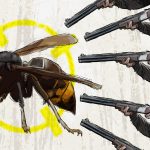 Los jabalíes, el pulpo y las velutinas