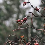 La semana en Zenda, en 10 tuits