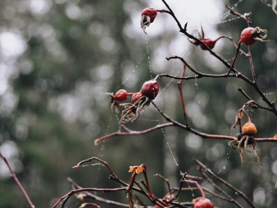 La semana en Zenda, en 10 tuits