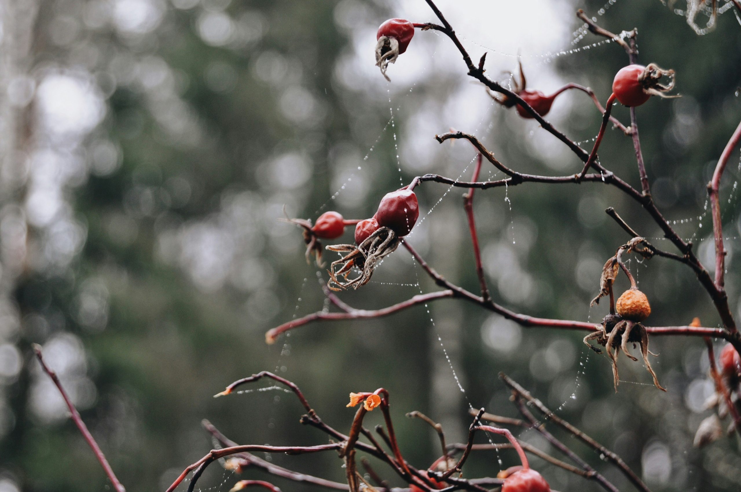 La semana en Zenda, en 10 tuits