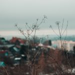 La semana en Zenda, en 10 tuits