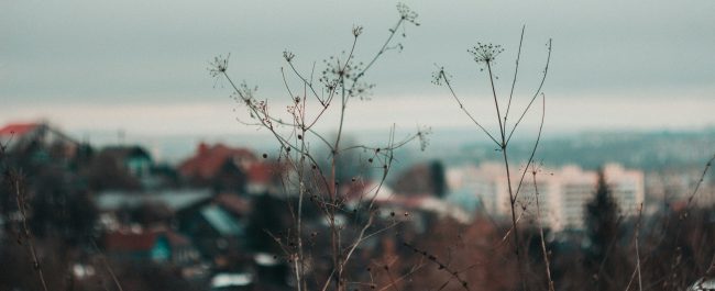 La semana en Zenda, en 10 tuits