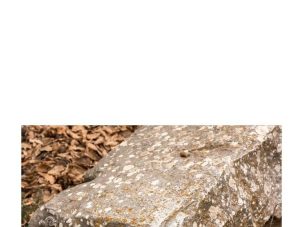 Zenda recomienda: Casandra, de Christa Wolf