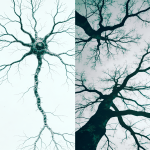 El sistema nervioso del invierno