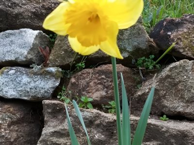 Los narcisos que quizá no vuelvan